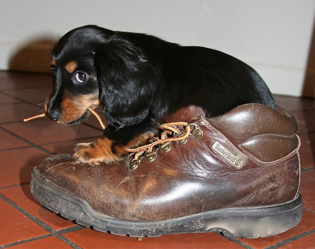 pes s botou